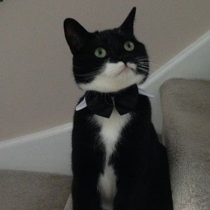 Meet your Posher, Alex